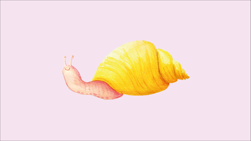 Caracol y colibr