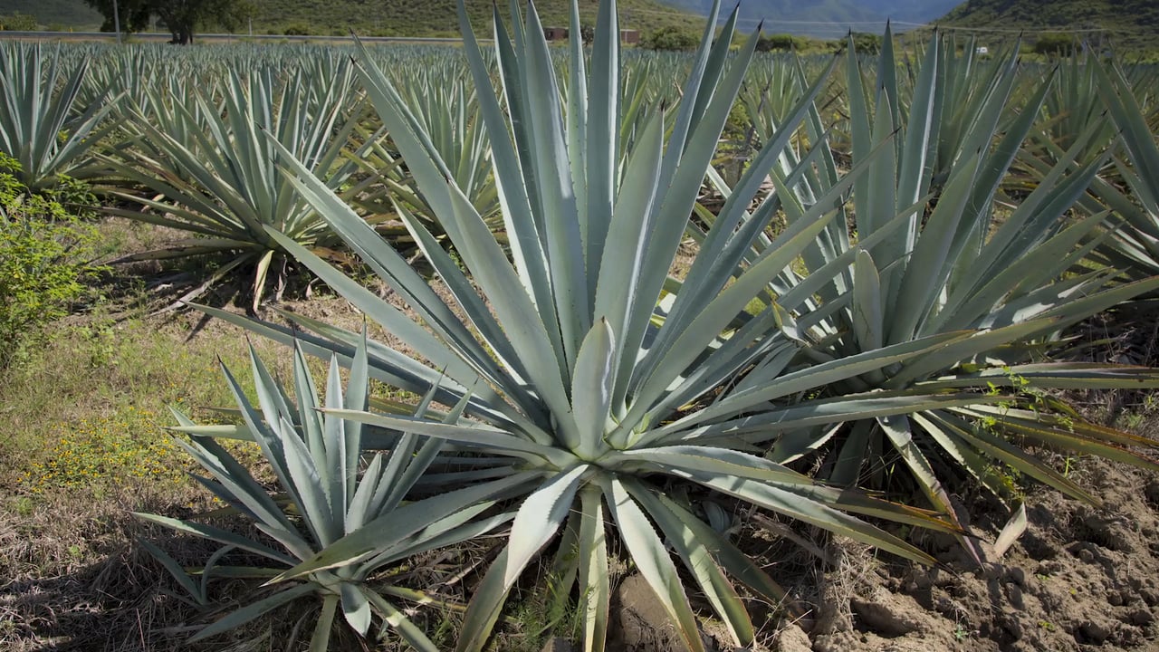 Arduino mejorando la produccin del Mezcal