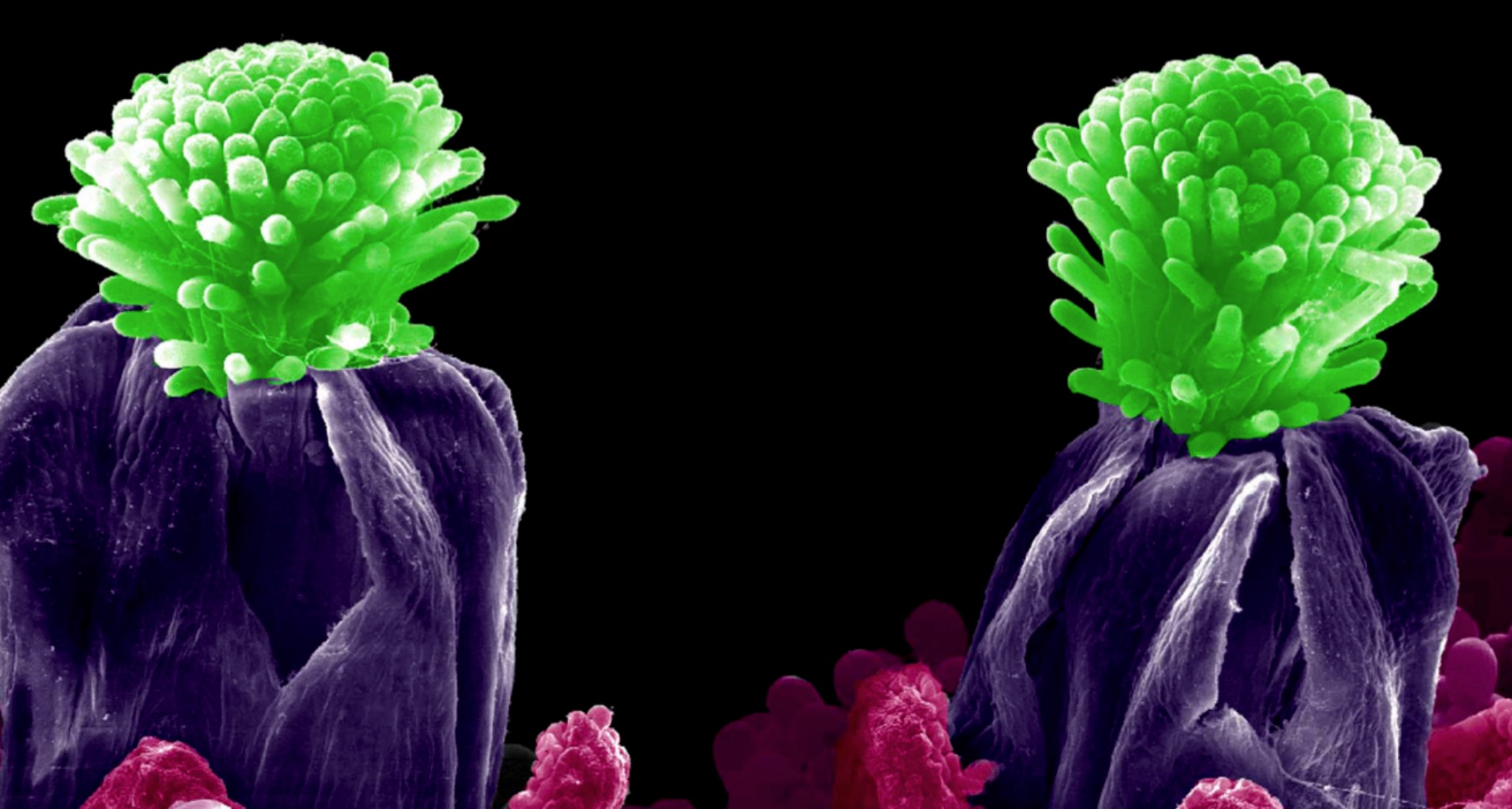 Arte microscpica