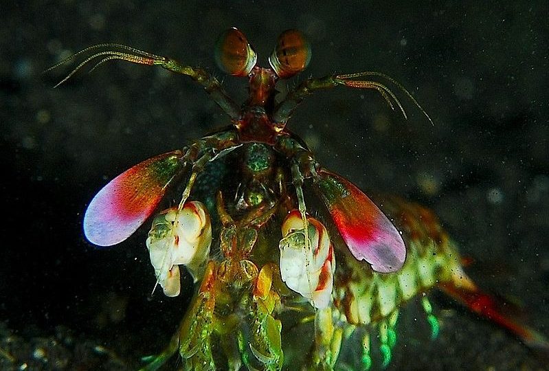 Zoomachina