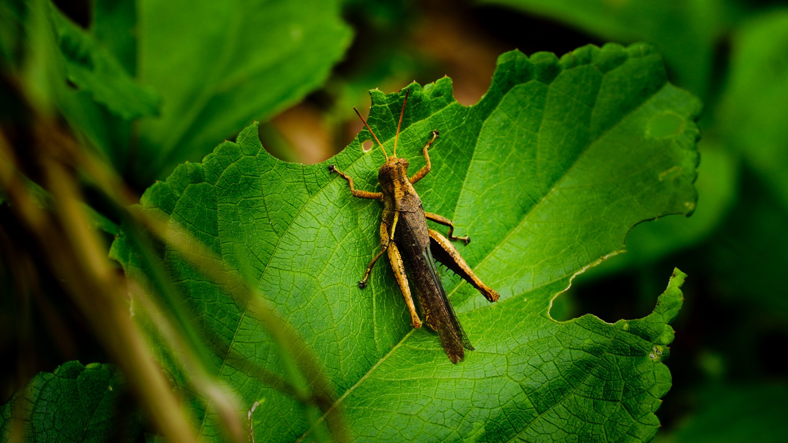 Arrorr CriCri
