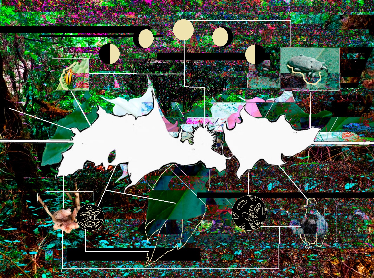 Volcnica 2024Biomstica y la percepcin del xtasis Desde el Toloache Datura