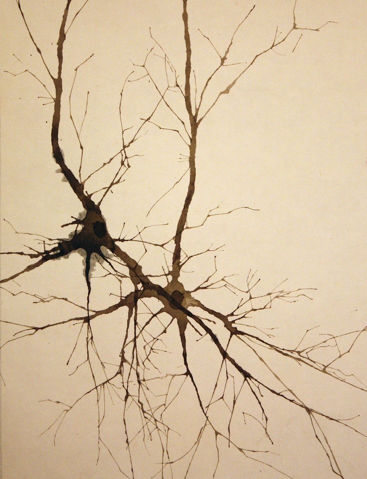 Seminario Ms all de la Neurona Ciencia Arte y Sociedad