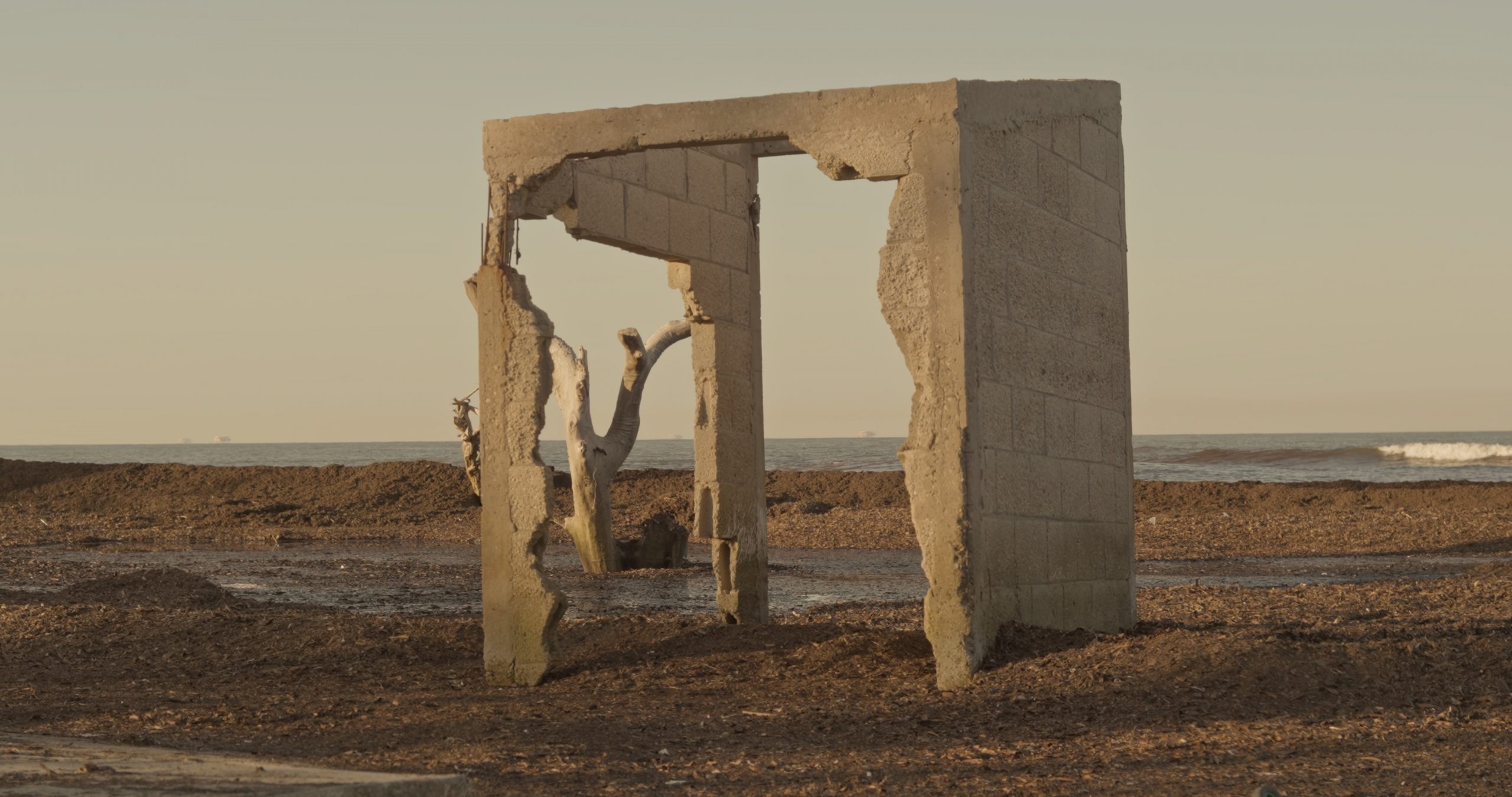La marcha del liquen de Tania Ximena