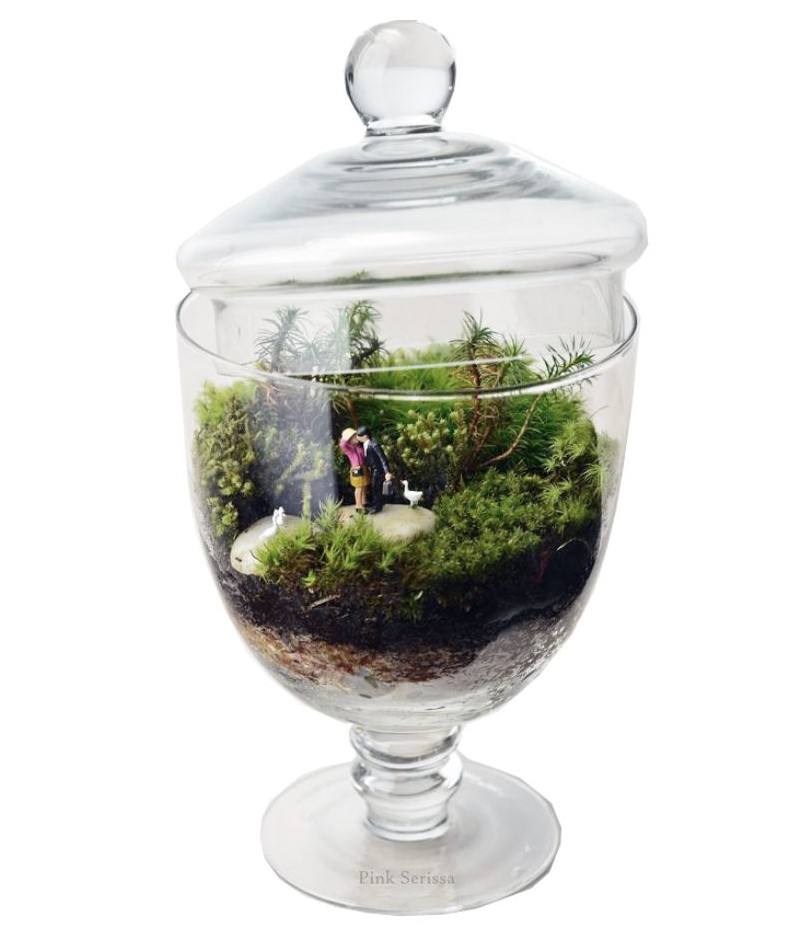 Las plantas Lo que tarda en hervir el agua
