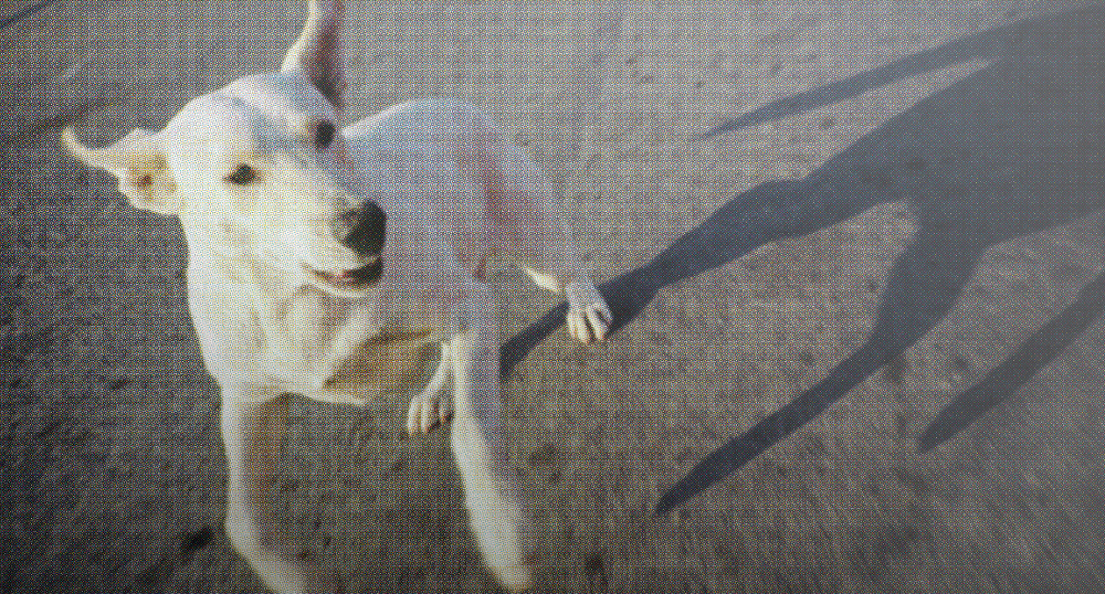 No oyes ladrar a los perros