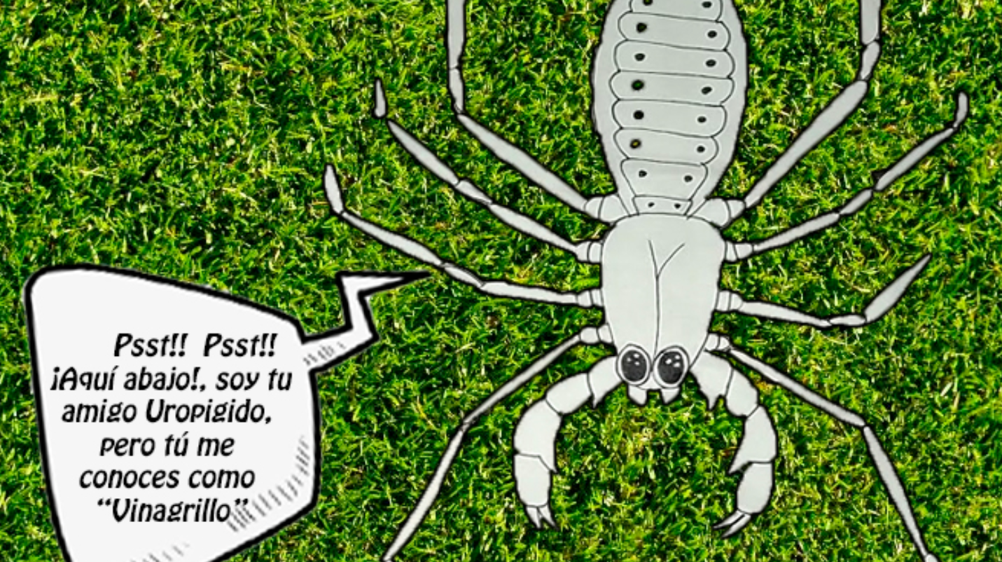 Alimaas Amigas o enemigas en Sinaloa