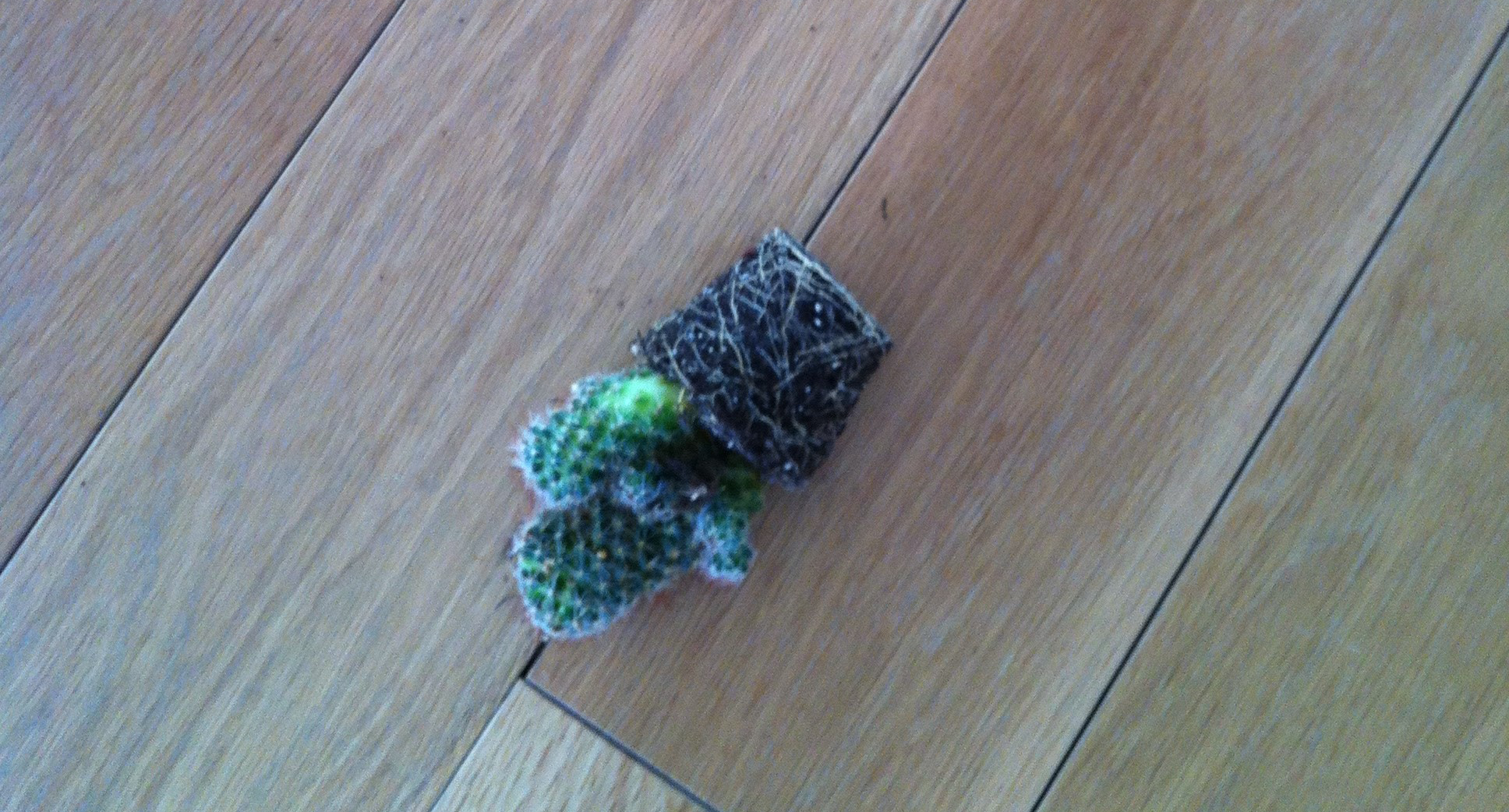 Las Plantas La carne la lefa y las razones por las que me voy a levantar maana